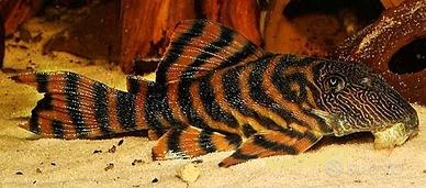 Panaqolus L397 