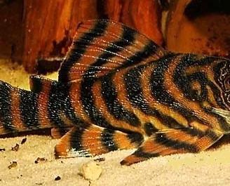 Panaqolus L397 