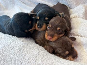 Cuccioli bassotto peloduro cioccolato e neri