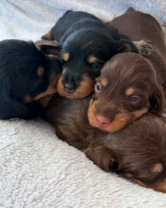 Cuccioli bassotto peloduro cioccolato e neri