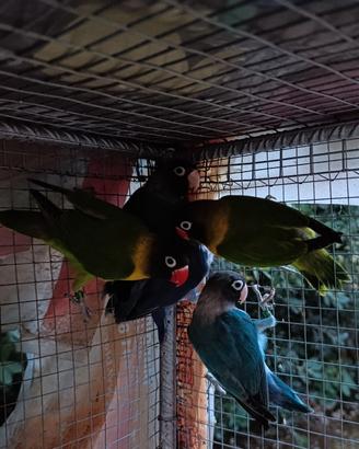 Pappagalli