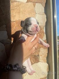 Bulldog francese
