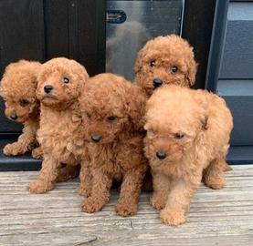 BARBONCINI TOY - BARBONCINO NANO PUPPY - 70e mese