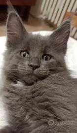 Cucciola di Maine Coon