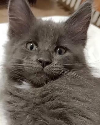 Cucciola di Maine Coon