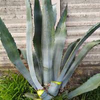 agave 