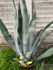 agave 