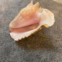 CONCHIGLIA GRANDE DA DECORAZIONE