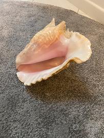 CONCHIGLIA GRANDE DA DECORAZIONE