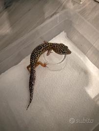 Geco leopardino