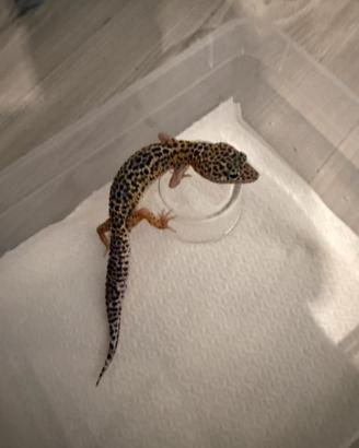 Geco leopardino