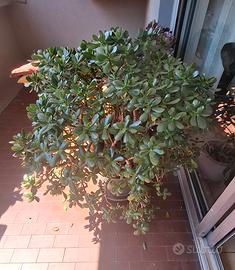 Talee di Crassula Ovata (Pianta della Giada) 🪴