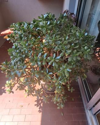 Talee di Crassula Ovata (Pianta della Giada) 🪴