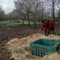 Cavalla trotter unire