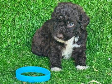 Lagotto romagnolo