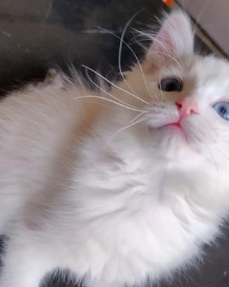 Cucciola Ragdoll