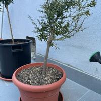 Albero di limone caviale rosa