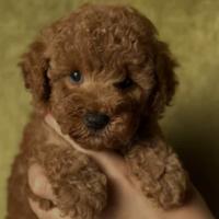 Femmina di barboncino toy