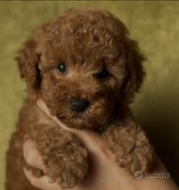 Femmina di barboncino toy