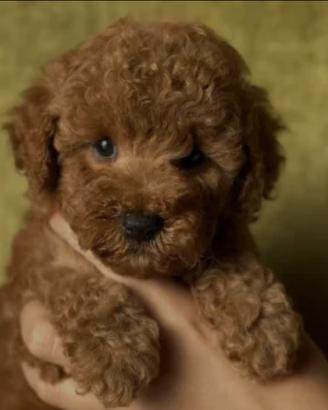 Femmina di barboncino toy