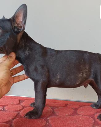 Bulldog Francese cuccioli pronti subito