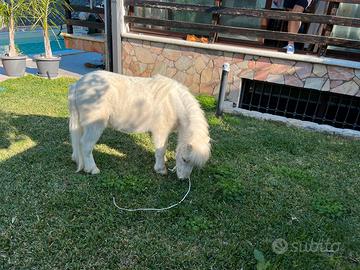 Monte per mini pony