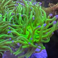 Euphyllia glabrescens corallo lps