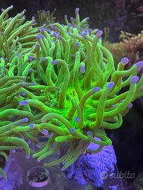 Euphyllia glabrescens corallo lps