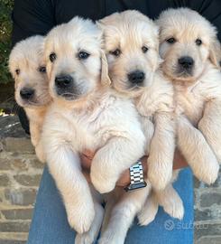 Golden Retriever cuccioli