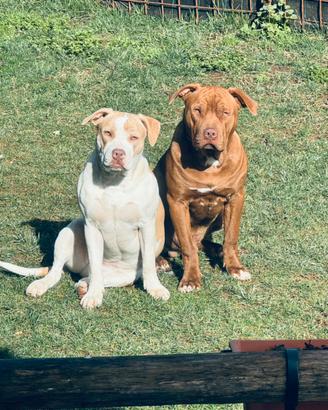 Cuccioli pitbull 6f 4m
