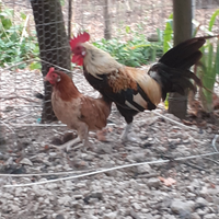 Galline ornamentali