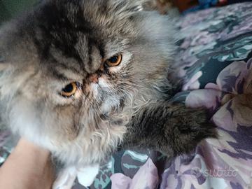 gatto persiano 