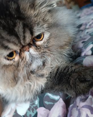 gatto persiano 