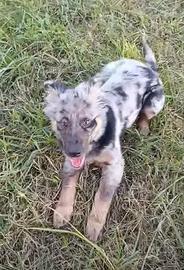 Cucciolo di pastore apuano 5 mesi