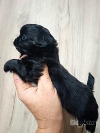 Cuccioli di chihuahua  a pelo lungo 