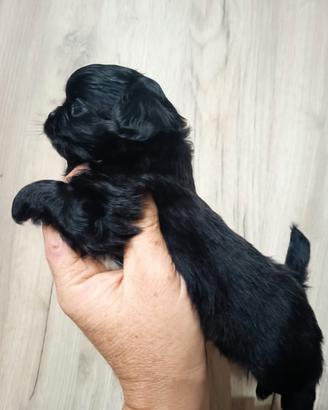 Cuccioli di chihuahua  a pelo lungo 