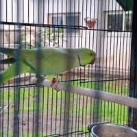 Parrocchetti dal collare