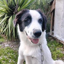 Mora buona tranquilla educata