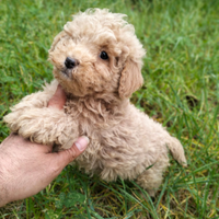 Barboncino mamma mini toy papà teacup