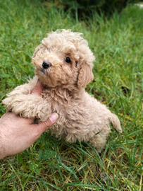 Barboncino mamma mini toy papà teacup