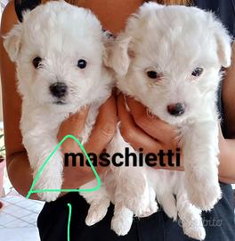 Cuccioli di bichon frisè