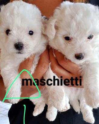 Cuccioli di bichon frisè