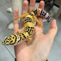 Geco leopardino femmina