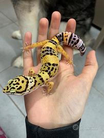 Geco leopardino femmina