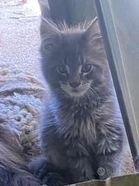 Cucciolo di gatto delle foreste norvegesi