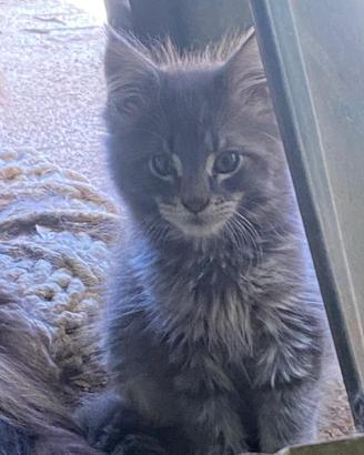Cucciolo di gatto delle foreste norvegesi