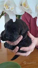Cuccioli Labrador Retriever