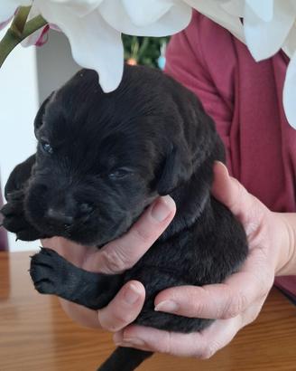 Cuccioli Labrador Retriever