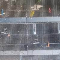 Gabbie da Allevamento uccelli 