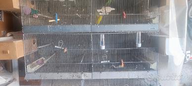 Gabbie da Allevamento uccelli 